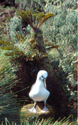 Žutokljuni albatros (Thalassarche chlororhynchos)