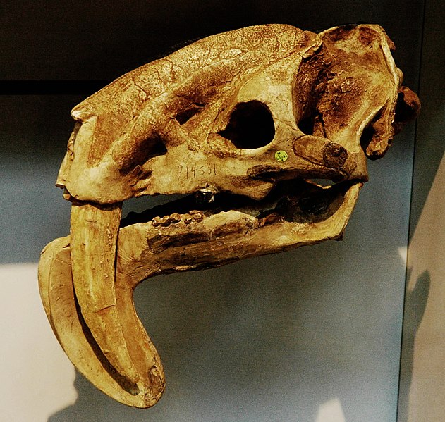 http://upload.wikimedia.org/wikipedia/commons/thumb/4/4b/Thylacosmilus_sp_skull_BMNH.jpg/631px-Thylacosmilus_sp_skull_BMNH.jpg