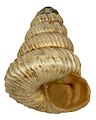 Gastropod mollusc shell, Trochoidea liebetruti, showing how opening moves around, outward, and downwards as it grows