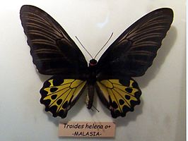 Troides helena