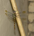 This is quite big: the bamboo stick is about 1.5 cm of diameter.