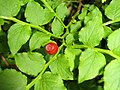 Vaccinium yatabei 4.JPG