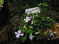 Viola portalesia