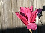 Magnolia × 'Vulcan' met de diep purperrode kleur die de cultivar in warmere klimaten heeft