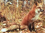 Vulpes vulpes regalis (2) .jpg