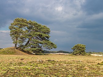 Pins sylvestres près de Hierden, dans la province de Gueldre. (définition réelle 4 279 × 3 209)