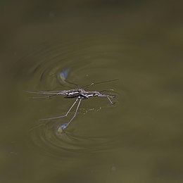 Water strider (Gerridae sp).jpg