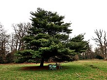 A white pine