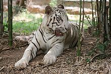 Baby+white+tiger+in+water