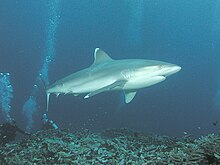 Un requin avec des plongeurs.