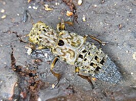 Ontholestes tessellatus