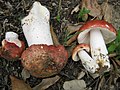 Russula rosea