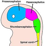 The embryo's brain at four weeks.