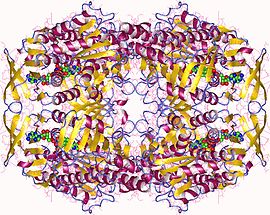 Modello tridimensionale dell'enzima