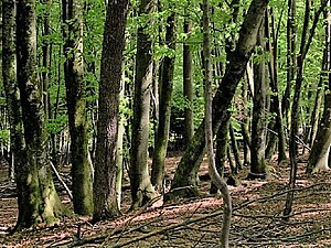 A deciduous broadleaf (Beech) forest in Slovenia.