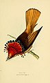 Onychorhynchus coronatus