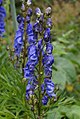 Monkshood Aconitum napellus subsp. vulgare