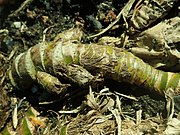 Kalmus (Wurzeln; meist getrocknet oder roh als Gewürz) (auch junge Blätter als Gewürz) (siehe auch Gemüse)