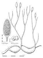 Miniatura para Aglaophyton major