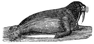 Fig. 6. Walrus