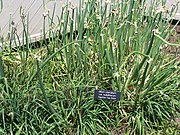 Allium caeruleum var. bulbilliferum í Minnesota Landscape Arboretum