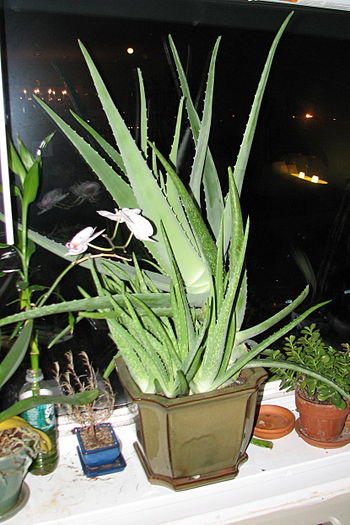 Aloe vera with shoots 4