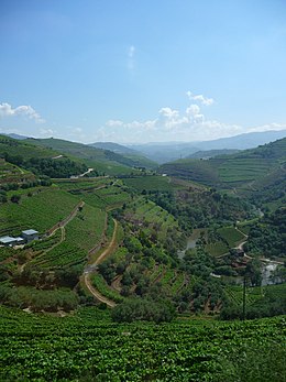 Alto Douro Vinhateiro visto de um comboio.jpg