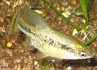 阿邁喀鱂(Ameca splendens)