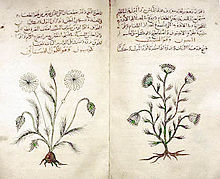 Roman herbal medicine guidebook De Materia Medica
of Dioscorides. Cumin & dill. c. 1334. Arabic herbal medicine guidebook.jpeg