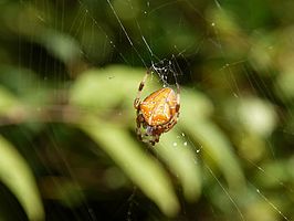 Araneus ishisawai