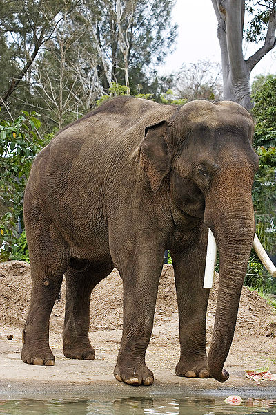 Elephas maximus, Melbourne Zoo, Melbourne, Victoria, Australia by Fir0002