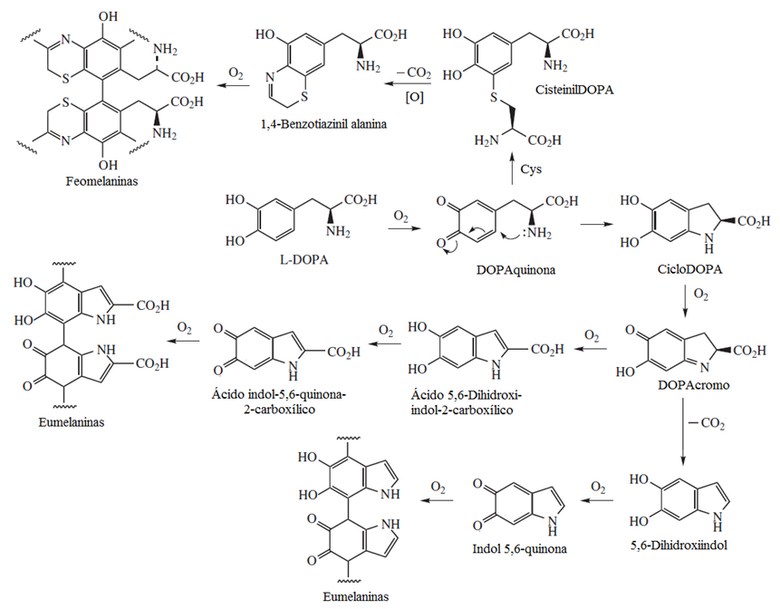 BIOSÍNTESIS DE EUMELANINAS.png