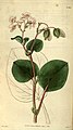 Begonia cucullata var. hookeri, planche botanique de 1829.