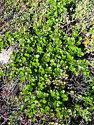 Бяроза карлікавая (Betula nana)