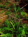 Blechnum spicant