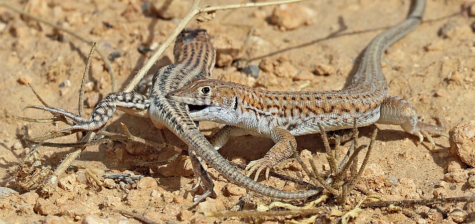 条纹趾蜥蜴的求偶仪式。摄于约旦达纳生物圈保护区。