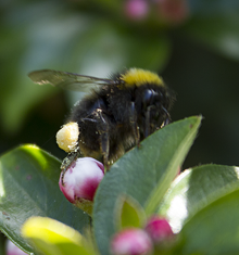 Bumblebee with nectar sack.png