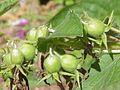 120px-Campanula_latifolia_macrantha0.jpg