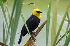 ♂ Chrysomus icterocephalus