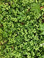 Chrysosplenium oppositifolium