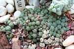 Miniatura para Conophytum minutum