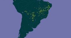 Mapa mostrando a distribuição de C. glabrata pela América Latina em pontos amarelos.