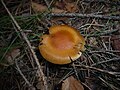 !Cortinarius armeniacus!