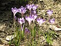 Crocus goulimyi clump