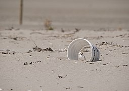 Juvenile using an artificial shelter