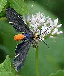 Dahana atripennis