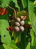 Miniatura para Dioscorea oppositifolia