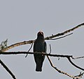 Burung Tiong Batu di Jayanti di Taman Peliharaan Harimau di daerah Jalpaiguri di Bengal Barat, India.