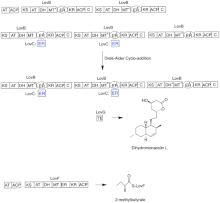 Architecture of the lovastatin type I PKS system. Outlined domains are used iteratively. ACP- acyl carrier protein, AD-alcohol dehydrogenase, AT-acyltransferase, DH-dehydratase, KS-ketoacyl synthase, KR-ketoreductase, MT-methyltransferase, ER-enoylreductase, C-condensation, TE-thioesterase. (*)-redundant domain/inactive not used in this step. Domain organization of Lovastatin.gif