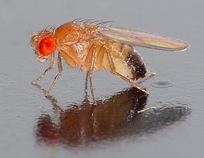 01/10: Mosca del vinagre (Drosophila melanogaster), espècie de la mosca de la fruita que s'usa sovint en experimentació genètica.